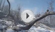 Экшн Удаление деревьев. Спиливание деревьев в Воронеже